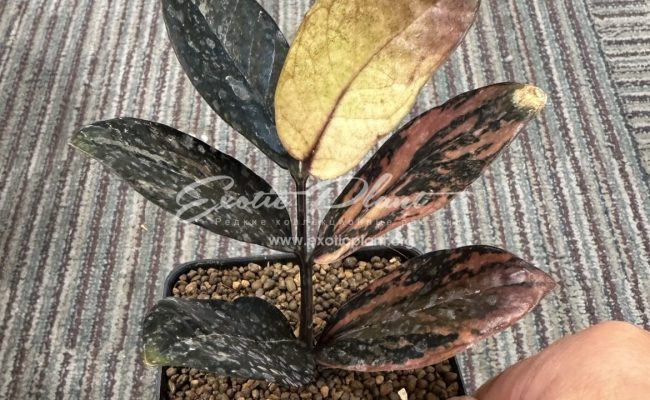 zamioculcas black leave variegated 350