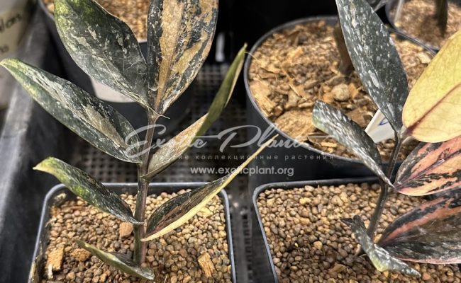 zamioculcas black leave variegated 350