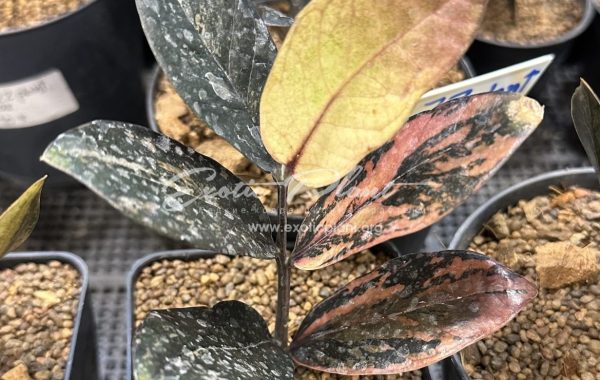 zamioculcas black leave variegated 350