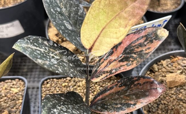 zamioculcas black leave variegated 350