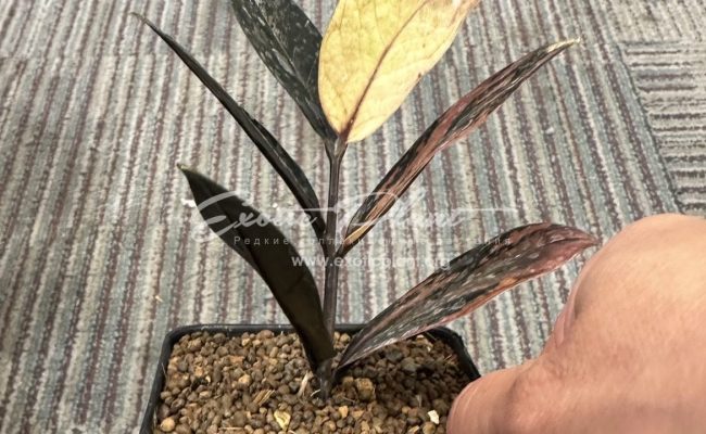 zamioculcas black leave variegated 350