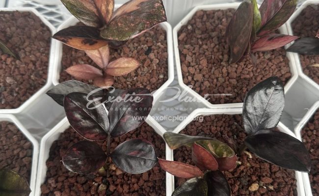 zamioculcas black leave variegated 550