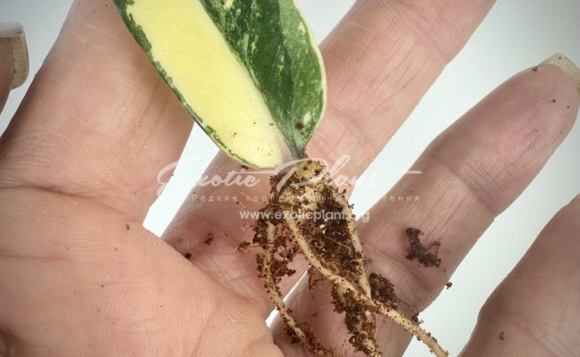 zamioculcas dwarf variegated 150