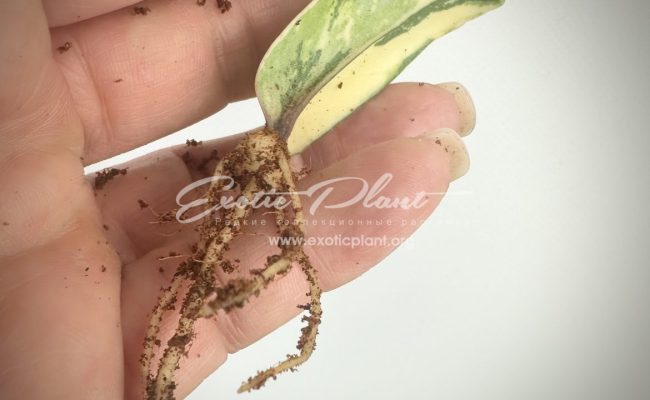 zamioculcas dwarf variegated 150