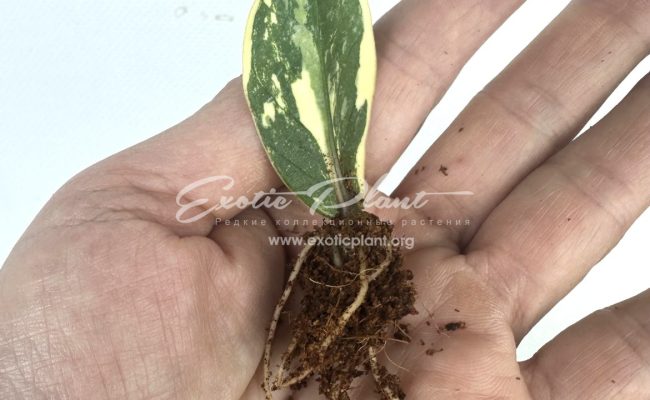 zamioculcas dwarf variegated 150