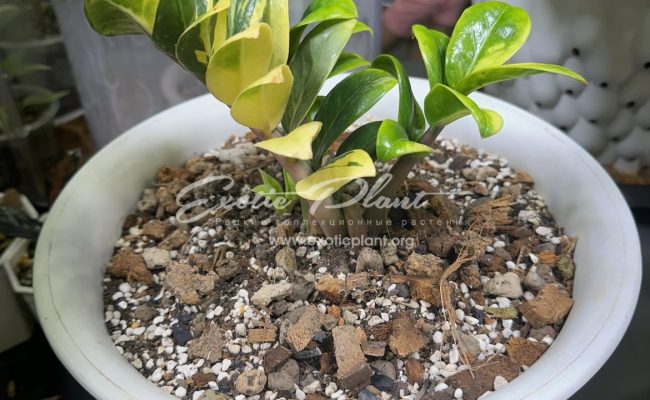 zamioculcas dwarf variegated 2000