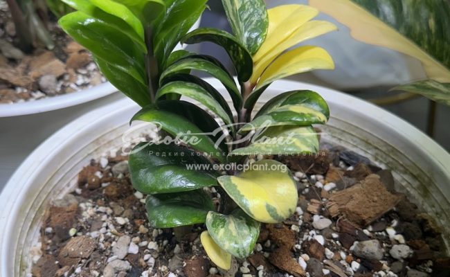 zamioculcas dwarf variegated 2000