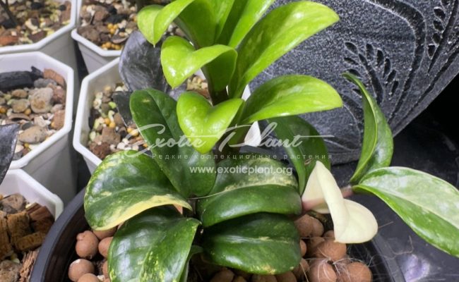 zamioculcas dwarf variegated 2000