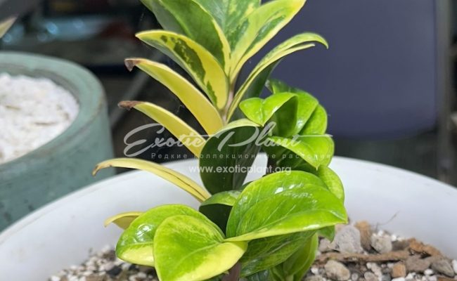 zamioculcas dwarf variegated 2000