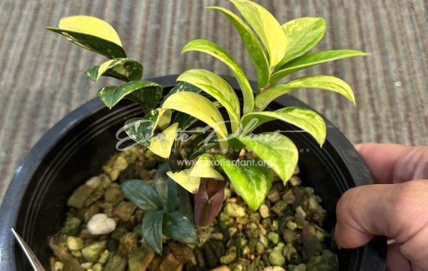 zamioculcas dwarf variegated 2000