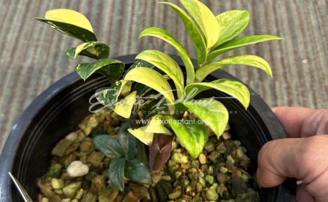 zamioculcas dwarf variegated 2000