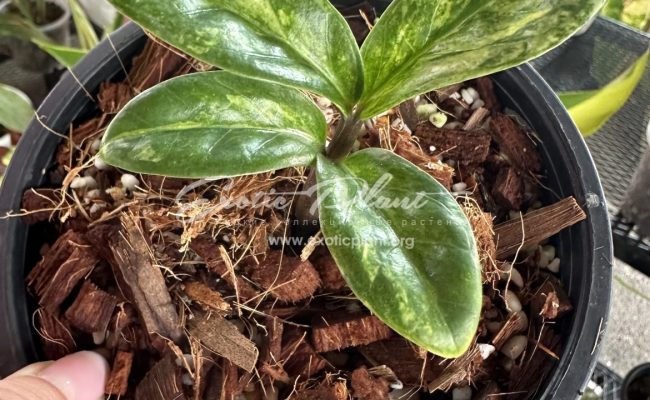 zamioculcas dwarf variegated 500