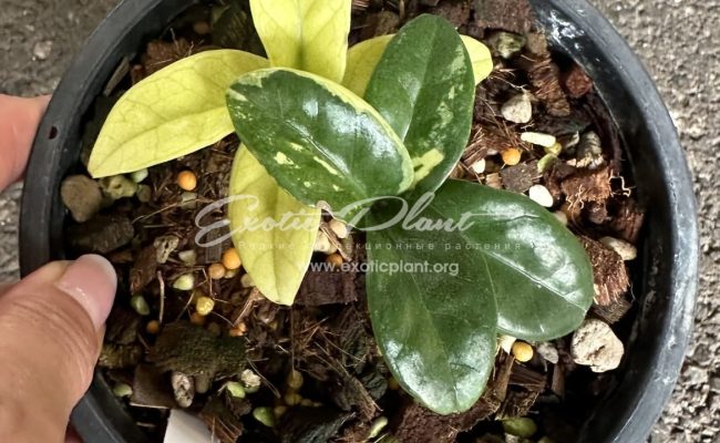 zamioculcas dwarf variegated 500