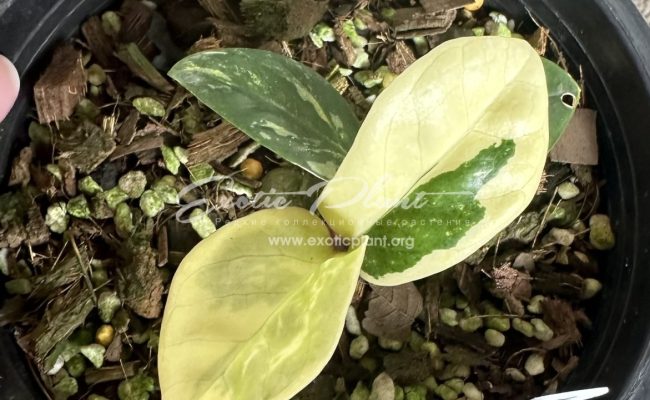 zamioculcas dwarf variegated 500