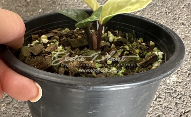 zamioculcas dwarf variegated 500