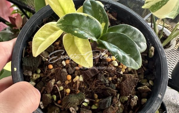 zamioculcas dwarf variegated 600