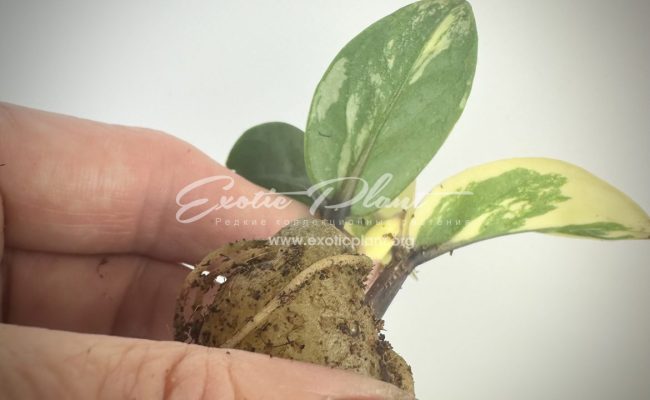 zamioculcas dwarf variegated 600