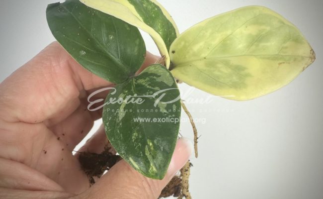 zamioculcas dwarf variegated 600