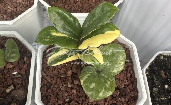 zamioculcas dwarf variegated 700