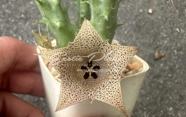 huernia Collenette 7786 Savdiarabia 10