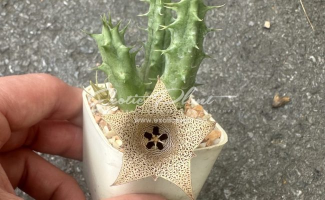 huernia Collenette 7786 Savdiarabia 10