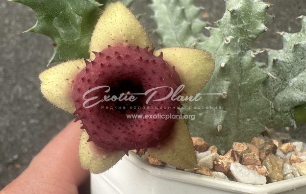 huernia Insigniflore 15