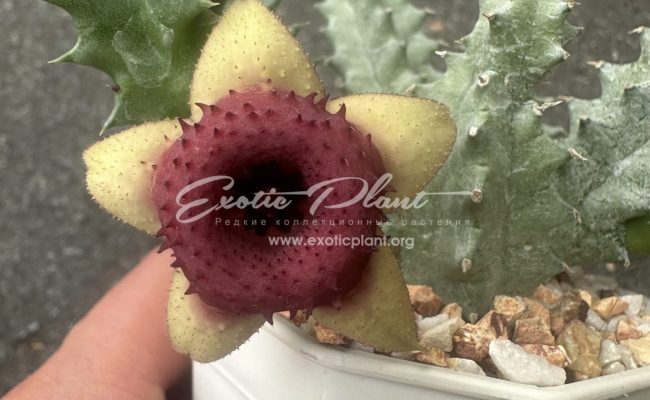 huernia Insigniflore 15