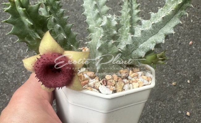 huernia Insigniflore 15