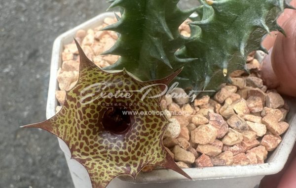 huernia Korat Startip 10