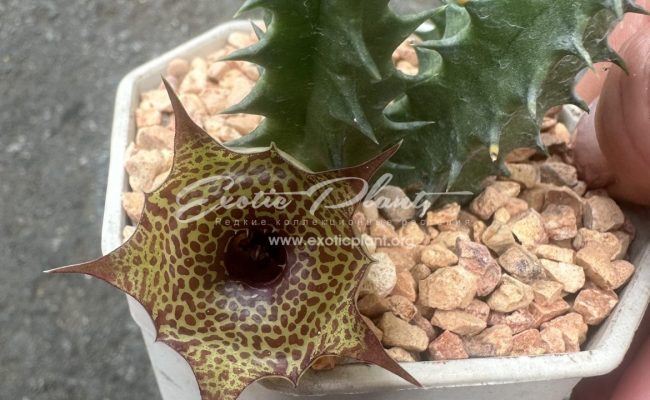 huernia Korat Startip 10