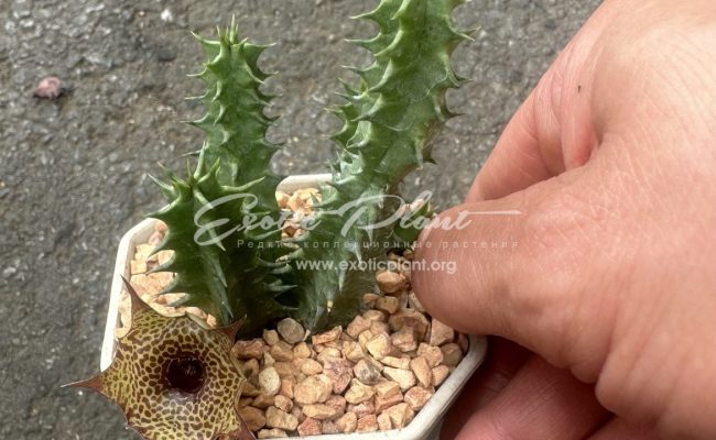 huernia Korat Startip 10