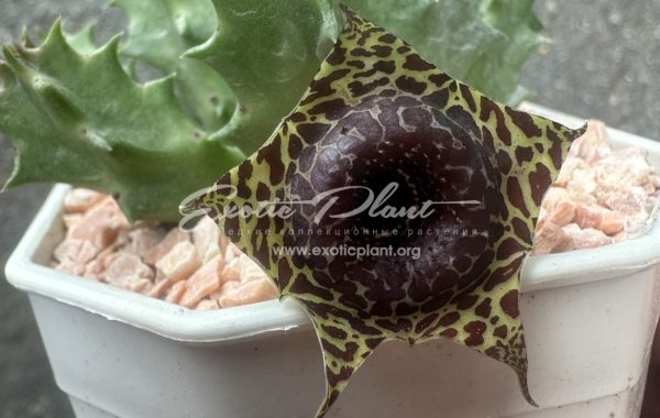 huernia Parnburi Pattern 10