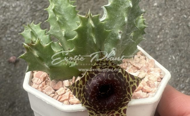 huernia Parnburi Pattern 10