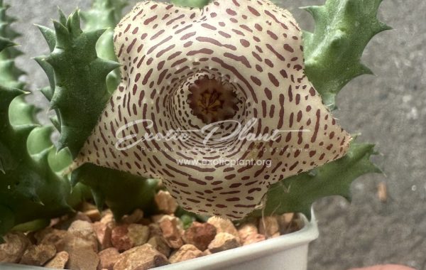 huernia WN hybr BLTG3 10