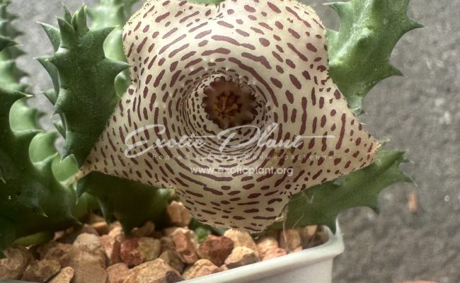 huernia WN hybr BLTG3 10