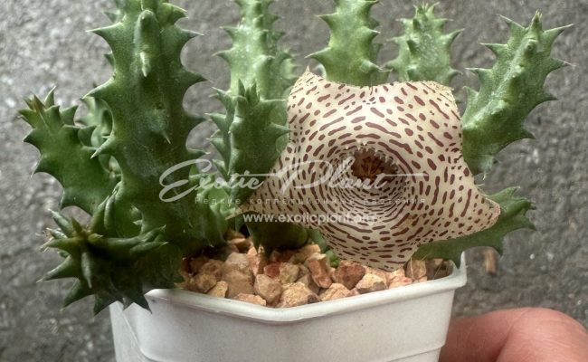 huernia WN hybr BLTG3 10