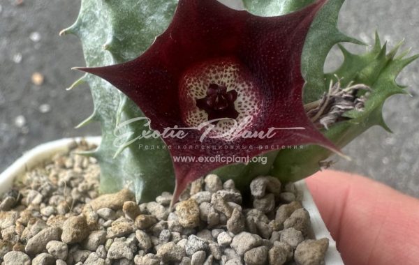 huernia cv Eyball 10