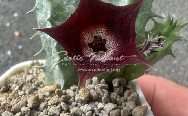 huernia cv Eyball 10