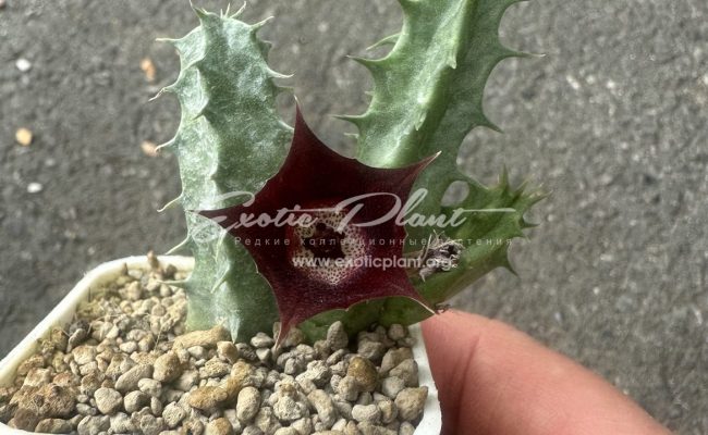 huernia cv Eyball 10