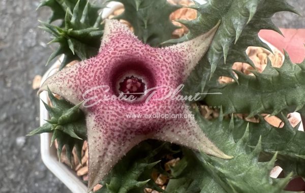 huernia wn hybr 15PE59 15