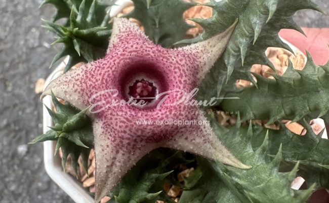 huernia wn hybr 15PE59 15