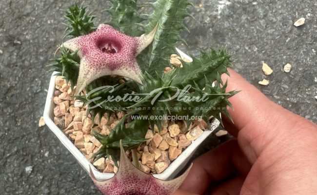 huernia wn hybr 15PE59 15