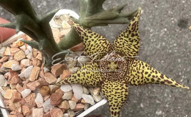 orbea halipedicola x orbea variegata 10