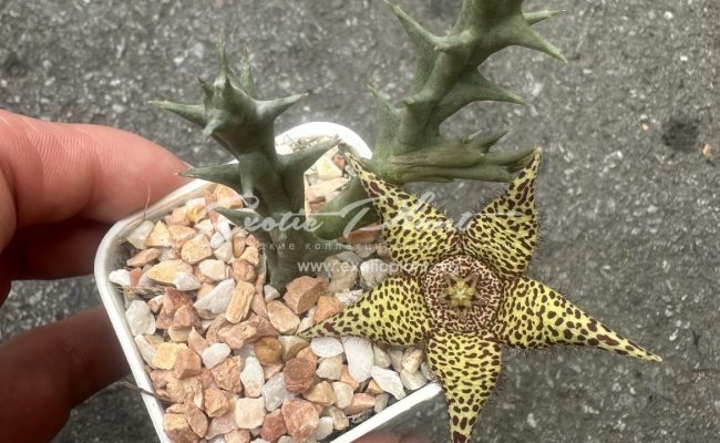 orbea halipedicola x orbea variegata 10