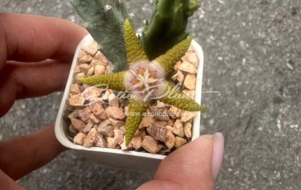 stapelia Flavopurpure 10