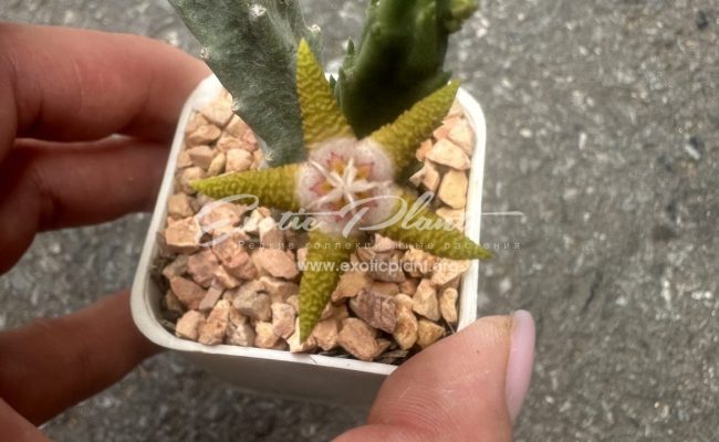 stapelia Flavopurpure 10