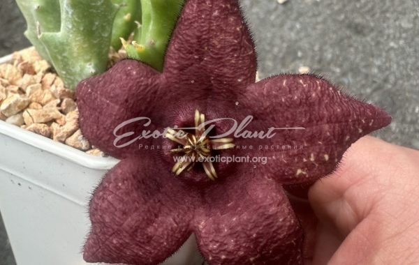 stapelia mutabilis 15