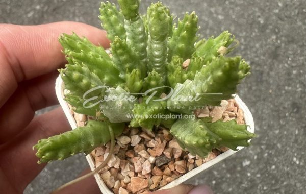 stapelia parvula 10