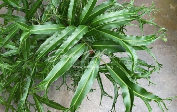 Stenochlaena palustris Crested (Fern) 40