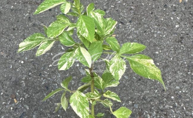 Bidens pilosa variegated